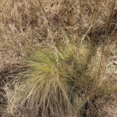 Nassella trichotoma at Watson, ACT - 13 Mar 2023