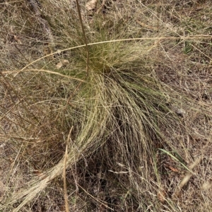 Nassella trichotoma at Watson, ACT - 13 Mar 2023