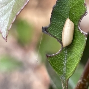 Ellipsidion sp. (genus) at Canberra, ACT - 14 Mar 2023