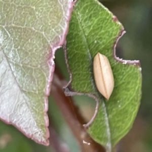 Ellipsidion sp. (genus) at Canberra, ACT - 14 Mar 2023