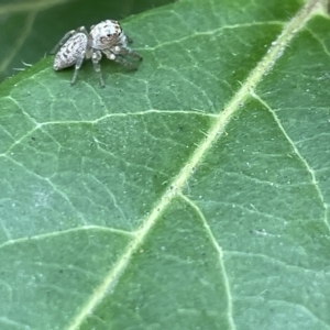 Opisthoncus nigrofemoratus at Canberra, ACT - 14 Mar 2023