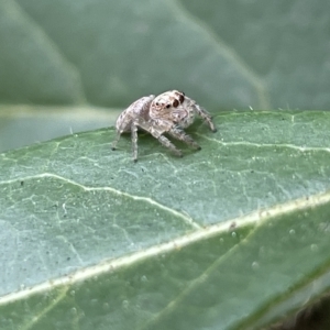 Opisthoncus nigrofemoratus at Canberra, ACT - 14 Mar 2023 12:42 PM