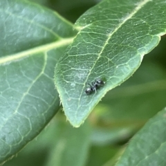 Dolichoderinae (subfamily) at Canberra, ACT - 14 Mar 2023