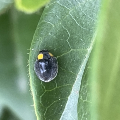 Apolinus lividigaster (Yellow Shouldered Ladybird) at City Renewal Authority Area - 14 Mar 2023 by Hejor1