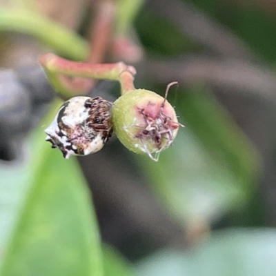 Phoroncidia sextuberculata (Six-knobbed Phoroncidia) at Canberra, ACT - 14 Mar 2023 by Hejor1