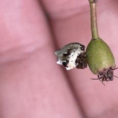 Phoroncidia sextuberculata at Canberra, ACT - 14 Mar 2023