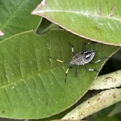 Theseus modestus (Gum tree shield bug) at City Renewal Authority Area - 14 Mar 2023 by Hejor1