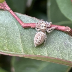 Opisthoncus grassator (Jumping spider) at City Renewal Authority Area - 14 Mar 2023 by Hejor1