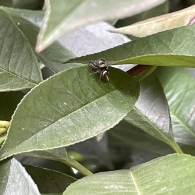 Opisthoncus sp. (genus) (Unidentified Opisthoncus jumping spider) at City Renewal Authority Area - 14 Mar 2023 by Hejor1