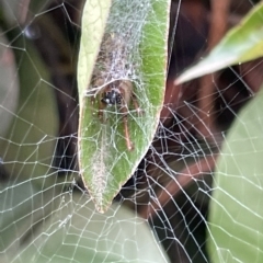 Phonognathidae (unofficial sub family) (Leaf curling orb-weavers) at City Renewal Authority Area - 14 Mar 2023 by Hejor1