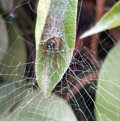 Phonognathidae (unofficial sub family) (Leaf curling orb-weavers) at Canberra, ACT - 14 Mar 2023 by Hejor1