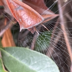 Phonognathidae (family) at City Renewal Authority Area - 14 Mar 2023 01:10 PM