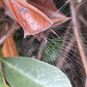 Phonognathidae (family) at City Renewal Authority Area - 14 Mar 2023