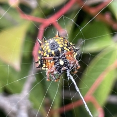 Austracantha minax (Christmas Spider, Jewel Spider) at City Renewal Authority Area - 14 Mar 2023 by Hejor1