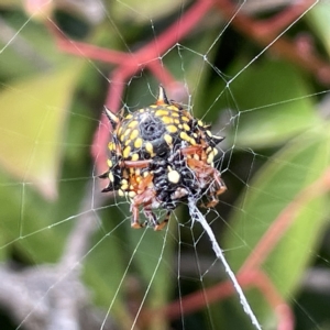 Austracantha minax at Canberra, ACT - 14 Mar 2023 01:16 PM