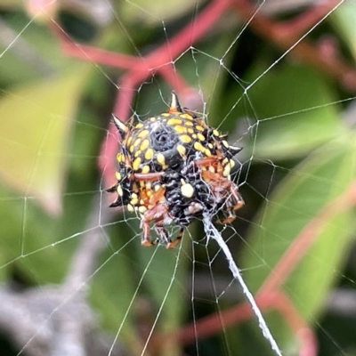 Austracantha minax (Christmas Spider, Jewel Spider) at City Renewal Authority Area - 14 Mar 2023 by Hejor1
