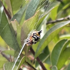 Austracantha minax at Canberra, ACT - 14 Mar 2023 01:16 PM