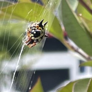 Austracantha minax at Canberra, ACT - 14 Mar 2023 01:16 PM