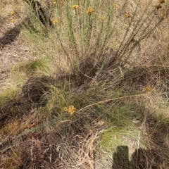 Nassella trichotoma (Serrated Tussock) at The Fair, Watson - 13 Mar 2023 by waltraud