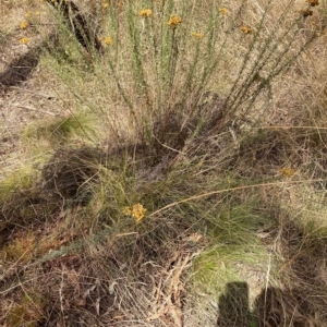 Nassella trichotoma at Watson, ACT - 13 Mar 2023