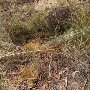 Nassella trichotoma at Watson, ACT - 13 Mar 2023