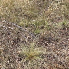 Nassella trichotoma (Serrated Tussock) at Watson, ACT - 13 Mar 2023 by waltraud