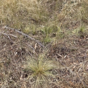 Nassella trichotoma at Watson, ACT - 13 Mar 2023