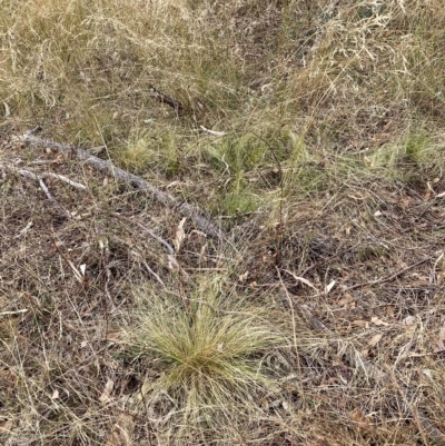 Nassella trichotoma (Serrated Tussock) at The Fair, Watson - 13 Mar 2023 by waltraud