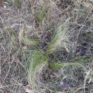 Nassella trichotoma at Watson, ACT - 13 Mar 2023