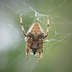 Hortophora transmarina (TBC) at suppressed by Boobook38