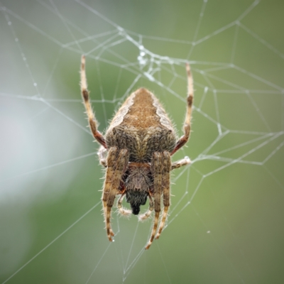 Hortophora sp. (genus) (Garden orb weaver) at Bundanoon, NSW - 14 Mar 2023 by Boobook38