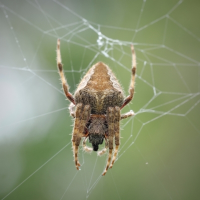 Unidentified Orb-weaving spider (several families) at Bundanoon, NSW - 14 Mar 2023 by Boobook38