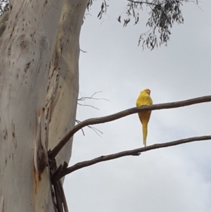 Psittacula krameri at Belconnen, ACT - 14 Mar 2023