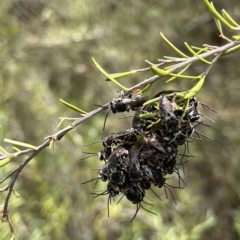 Lipotriches sp. (genus) (Halictid bee) at Paddys River, ACT - 13 Mar 2023 by GG