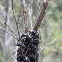 Lipotriches sp. (genus) at Paddys River, ACT - 13 Mar 2023