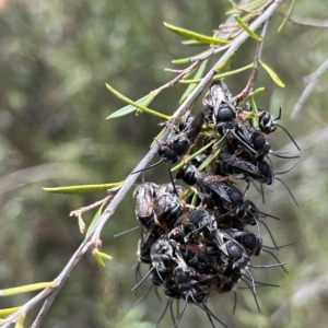 Lipotriches sp. (genus) at Paddys River, ACT - 13 Mar 2023