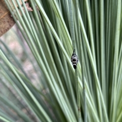 Unidentified Jumping or peacock spider (Salticidae) at Kambah, ACT - 13 Mar 2023 by GG