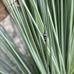 Sandalodes sp. (genus) (TBC) at Paddys River, ACT - 13 Mar 2023 by GG