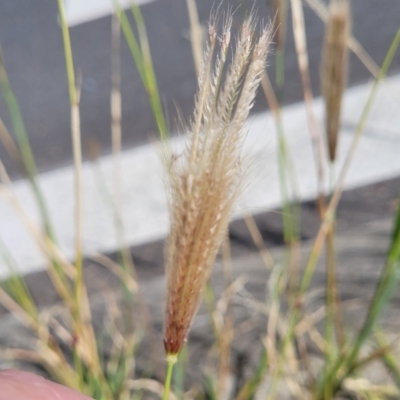 Chloris virgata (Feathertop Rhodes Grass) at Macquarie, ACT - 14 Mar 2023 by trevorpreston