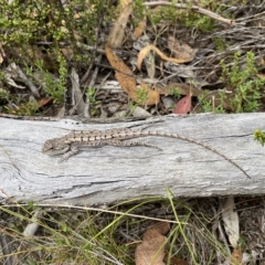 Amphibolurus muricatus (Jacky Lizard) at Birrigai - 13 Mar 2023 by GG