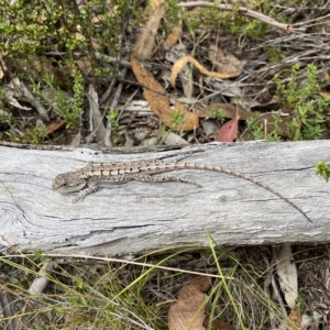 Amphibolurus muricatus at Paddys River, ACT - 13 Mar 2023