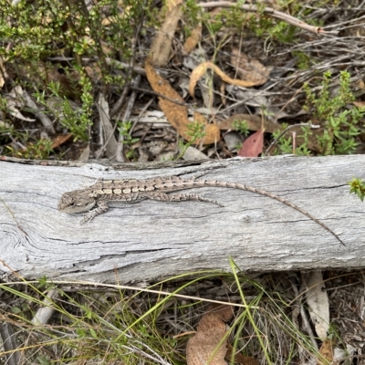 Amphibolurus muricatus (Jacky Lizard) at Birrigai - 13 Mar 2023 by GG