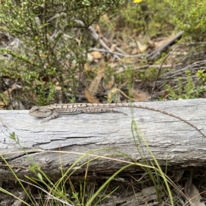 Amphibolurus muricatus at Paddys River, ACT - 13 Mar 2023