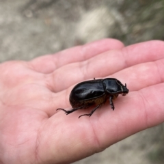 Dasygnathus trituberculatus (Rhinoceros beetle) at Paddys River, ACT - 13 Mar 2023 by GG