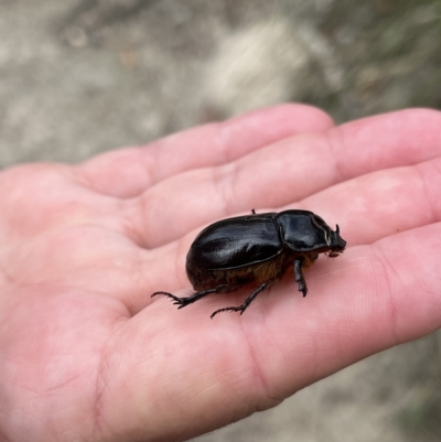 Dasygnathus sp. (Rhinoceros beetle) at Paddys River, ACT - 13 Mar 2023 by GG