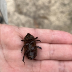 Dasygnathus sp. (genus) at Paddys River, ACT - 13 Mar 2023 02:35 PM