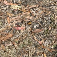 Heteronympha merope (Common Brown Butterfly) at Tidbinbilla Nature Reserve - 13 Mar 2023 by GG