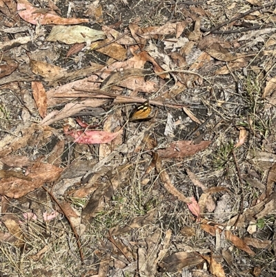 Heteronympha merope (Common Brown Butterfly) at Paddys River, ACT - 13 Mar 2023 by GG