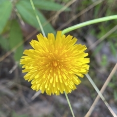 Hypochaeris radicata (Cat's Ear, Flatweed) at Tidbinbilla Nature Reserve - 10 Mar 2023 by GG