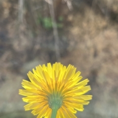 Hypochaeris radicata at Paddys River, ACT - 10 Mar 2023